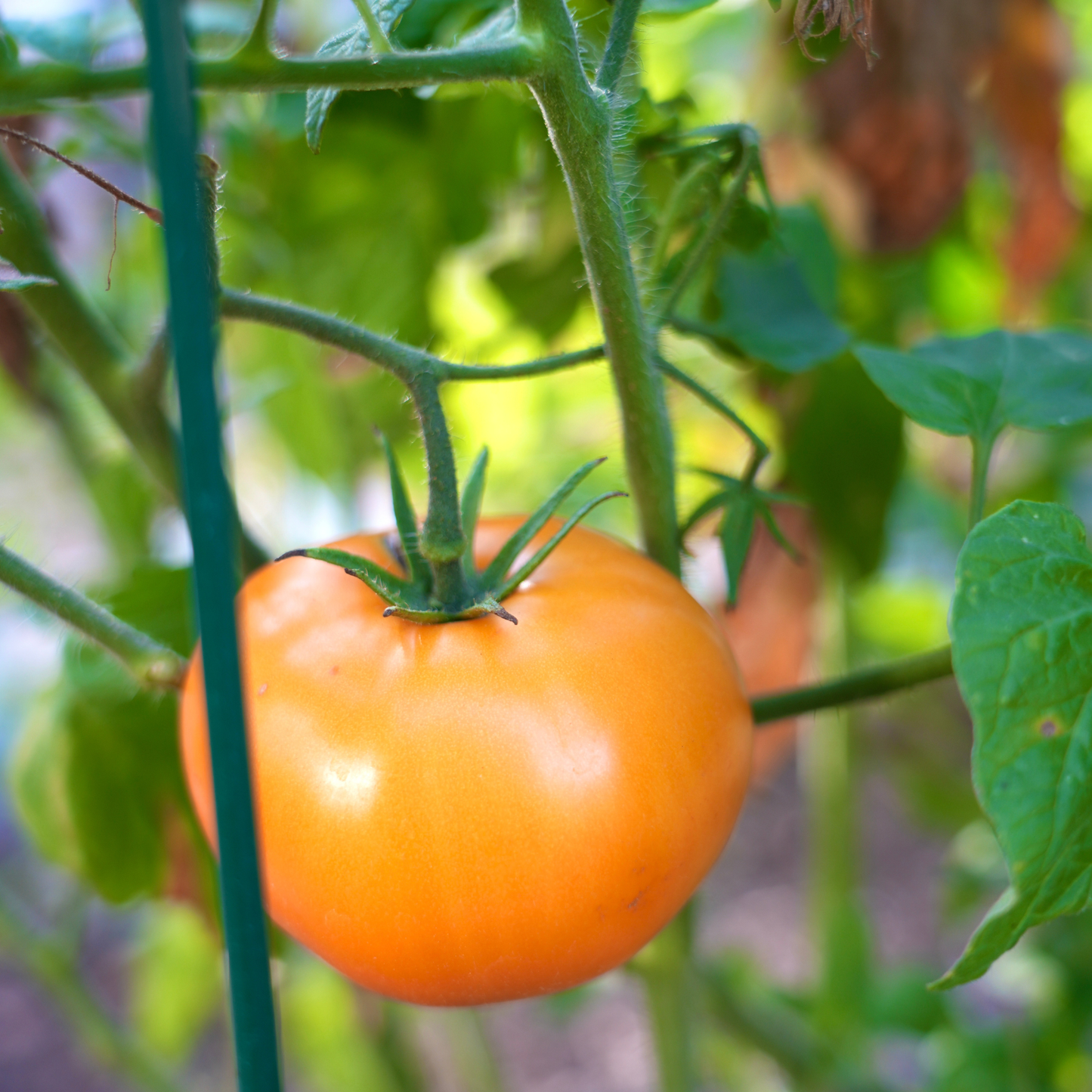 Tomato Cages