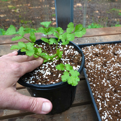 Coco Coir Perlite