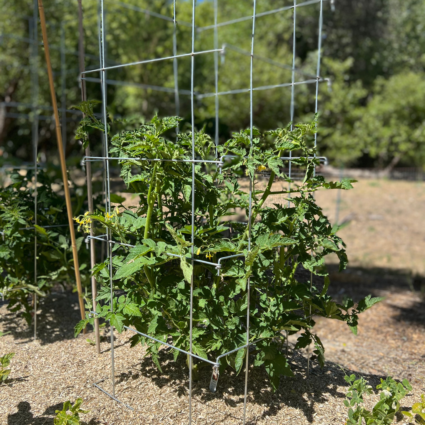 Tomato Cages