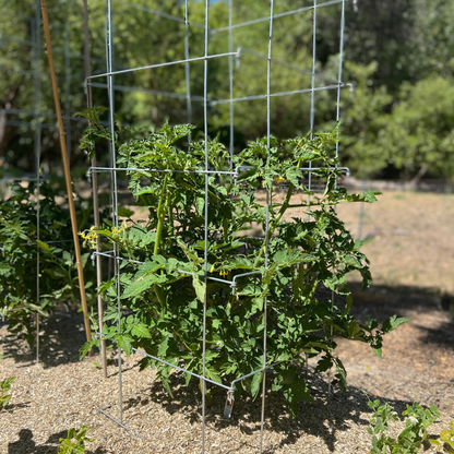 Tomato Cages