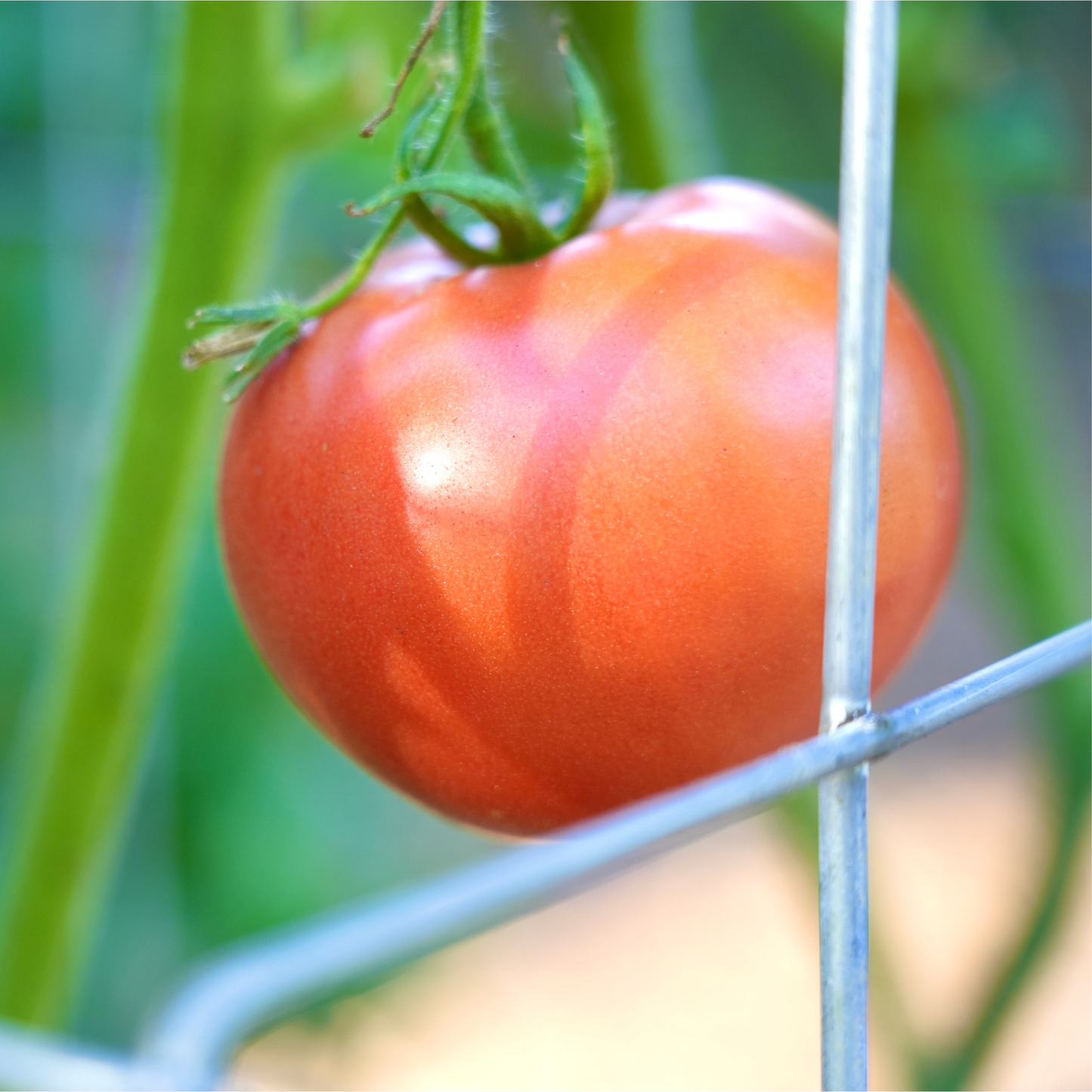 Tomato Cages