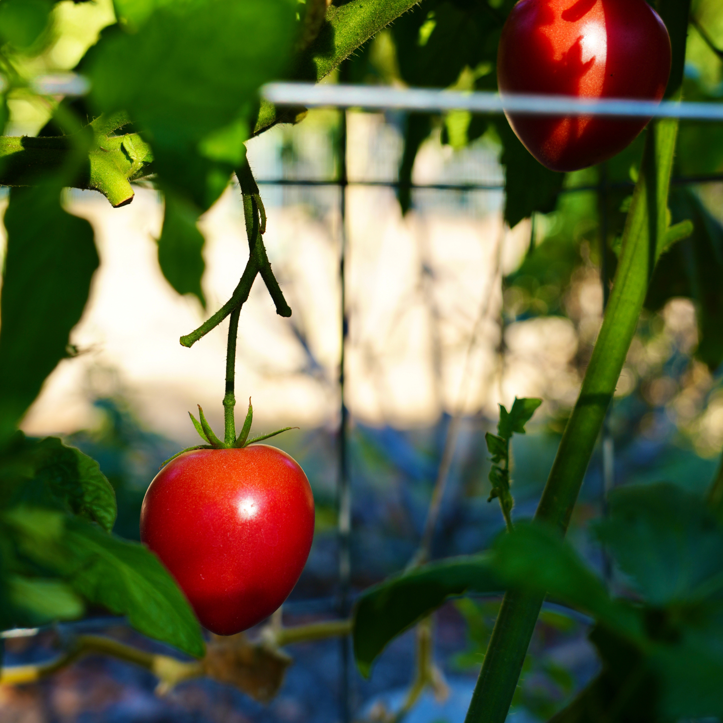 Tomato Cages
